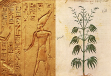 Historia del cannabis: entre Babilonia y Egipto