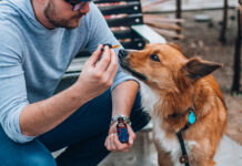 Los veterinarios en busca de un lugar en la regulación del cannabis medicinal