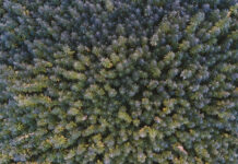 Cannabis en la Patagonia: ¿qué proyectos hay en el sur del país?