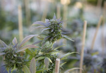 Conurbano Cannábico: San Vicente, Escobar y Castelar ponen en marcha proyectos de cultivo medicinal