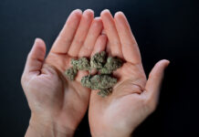 Un grupo de profesionales que busca “acompañar, democratizar y divulgar” la terapia cannábica