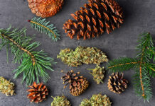 Qué son los terpenos