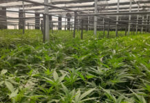 Visitando Cannava, primera empresa estatal dedicada a la producción de derivados medicinales de cannabis de Argentina