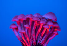 Psilocibina: el futuro de los tratamientos para la depresión y la ansiedad