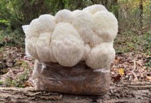 Melena de León para la Salud Integral